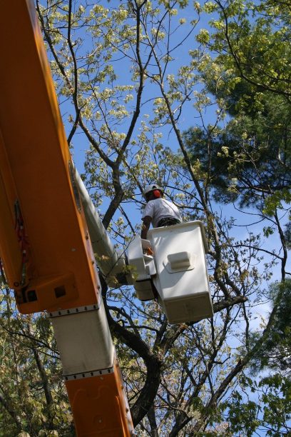 a big tree trimming and cutting with modern machines and tools